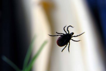 lyme disease